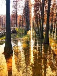 上海青西郊野公園～水上森林