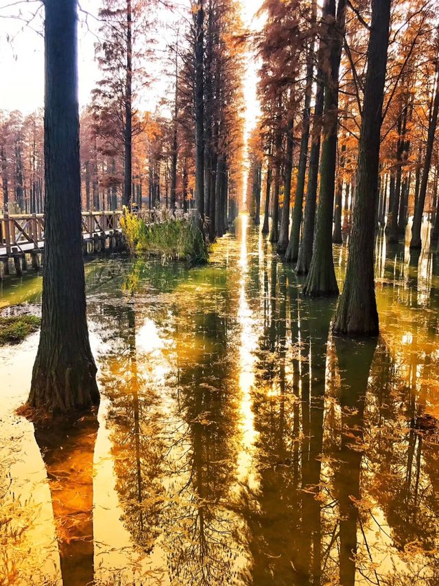 上海青西郊野公園～水上森林