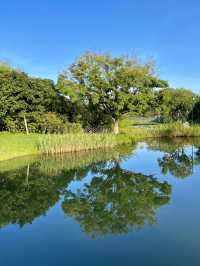 去深圳福田紅樹林生態公園玩