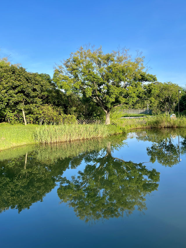 去深圳福田紅樹林生態公園玩