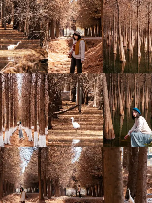 Kunming Metasequoia Forest| Only belongs to the forest in fairy tales