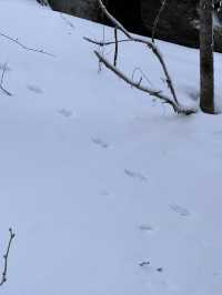 雪鄉、雪谷兩日遊｜雪谷徒步反穿羊草山版