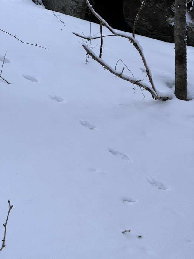雪鄉、雪谷兩日遊｜雪谷徒步反穿羊草山版