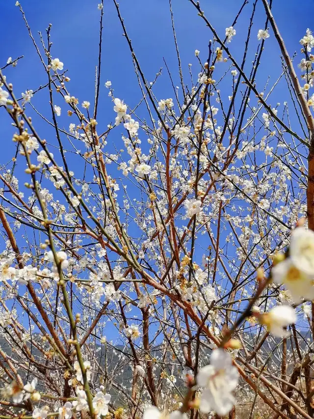 노강 향설 | 일년에 한 번 있는 향설 축제에 오세요