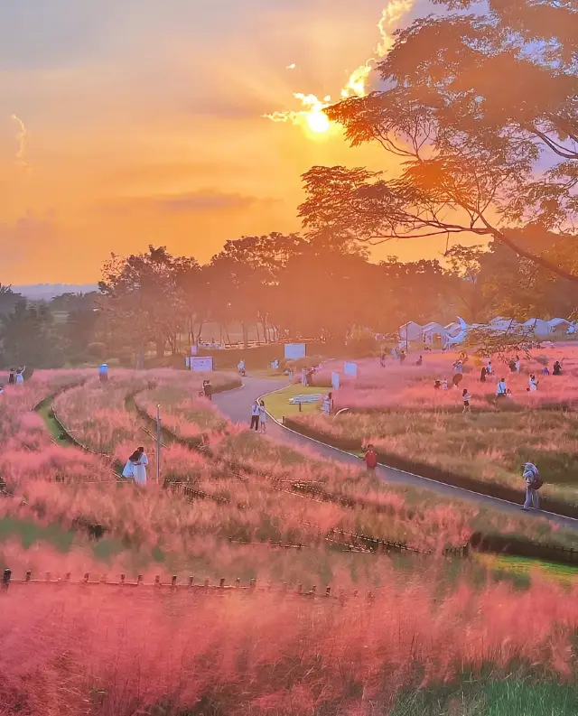 อีกปีหนึ่งของฤดูกาลสีชมพู | พบกับความโรแมนติกสีชมพู