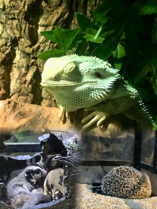 週末遛孩子去哪兒？南京海昌海洋世界探索館