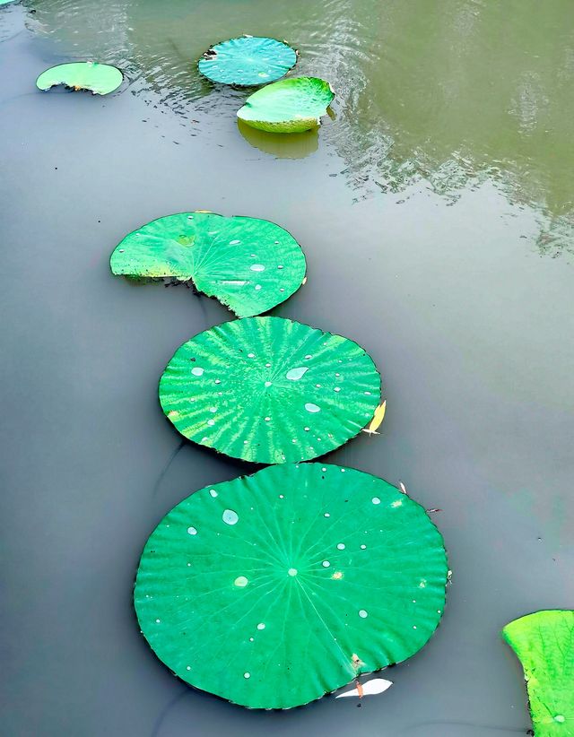 夏日賞荷,這裡的荷池別樣的美 夏日賞荷,這裡的荷池別樣的美