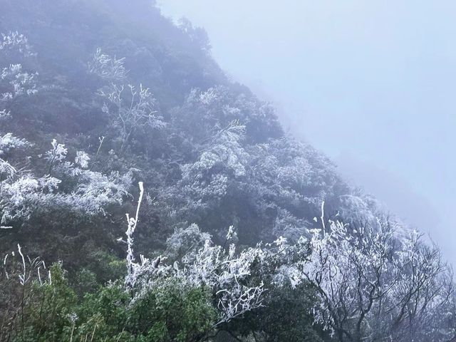 屬於南寧的冬日浪漫 |大明山霧凇霧凇凝結讓一草一木綻開銀花冬日