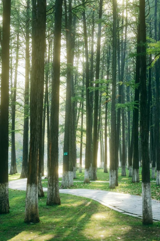 藏在解放公園裡的綠野仙蹤