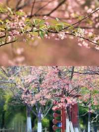 泡泡ooO 南溪山公園（大門）關注桂林|藏在市區裡的百花園香飄