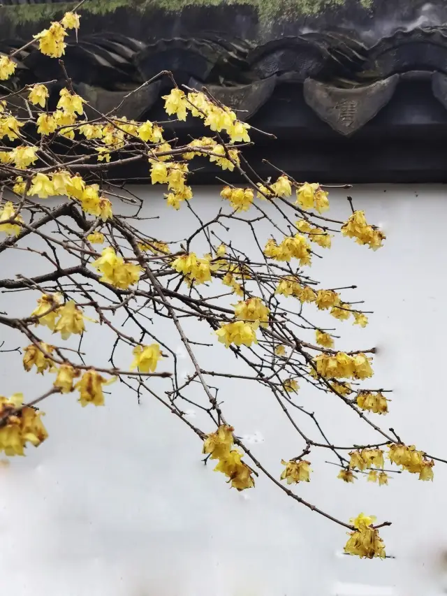 Enjoying plum blossoms at Zuibaichi