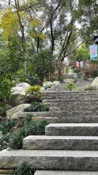 屏山公園賞櫻