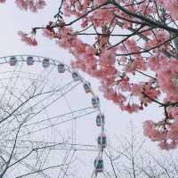 Shanghai Cherry Blossom Season