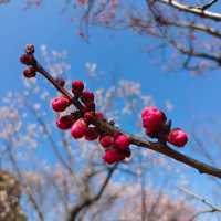 賞梅踏青＿無錫梅園