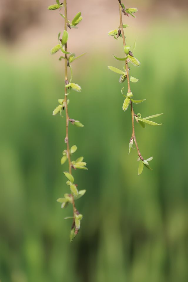 驚蟄｜春日“預警”，櫻花桃李次第開