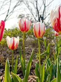 郁金香花開了