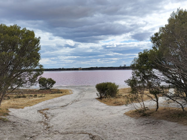 澳洲遊記3-超多蟲子鵝粉紅粉紅的粉紅湖