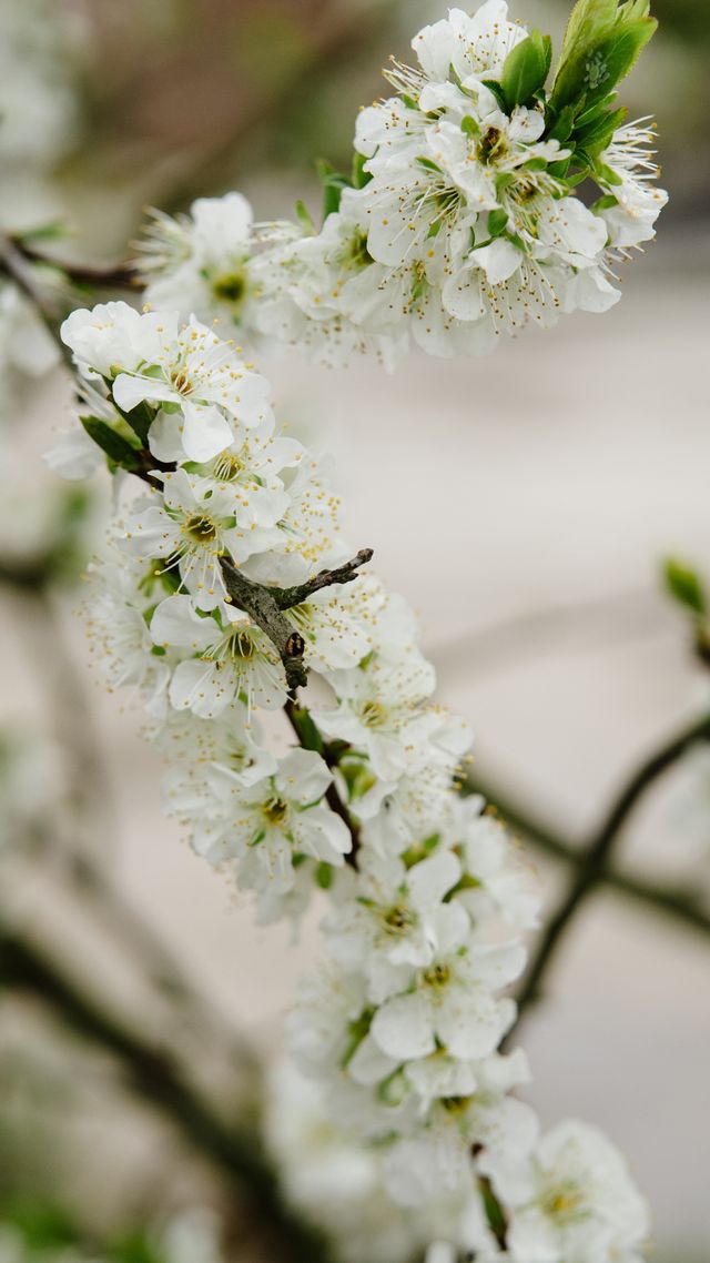 探秘：芷江也有春日賞花的人間仙境！