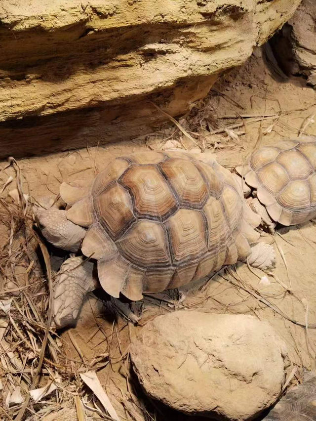 青島市內親子遛娃好去處，各種小動物太可愛啦