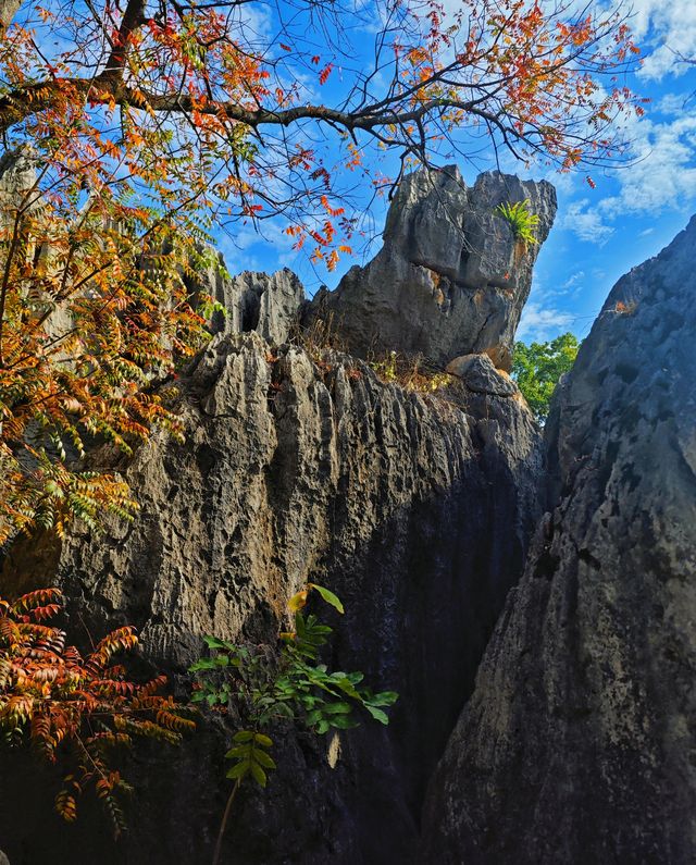 雲南石林