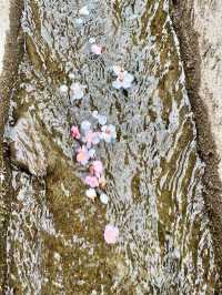 石家莊賞花丨十里杏花谷