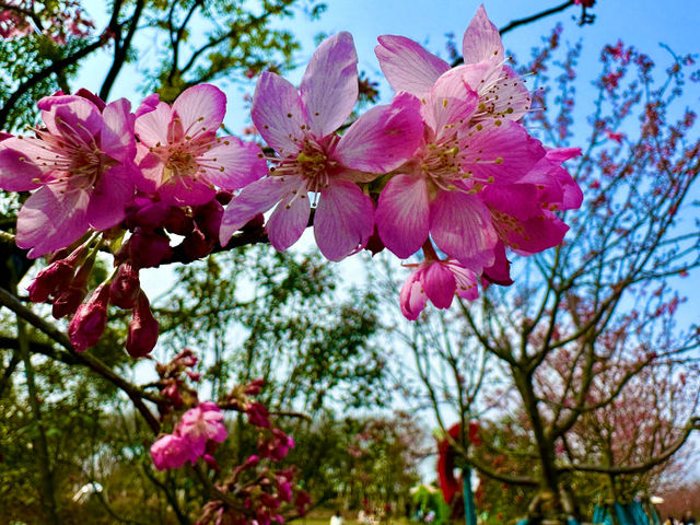 <《花的盛宴：南昌凤凰沟的繽紛春天》