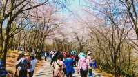 貴州遲到的櫻花，春光燦爛，花開滿山