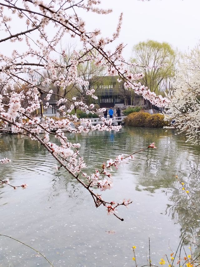 京城無處不飛花