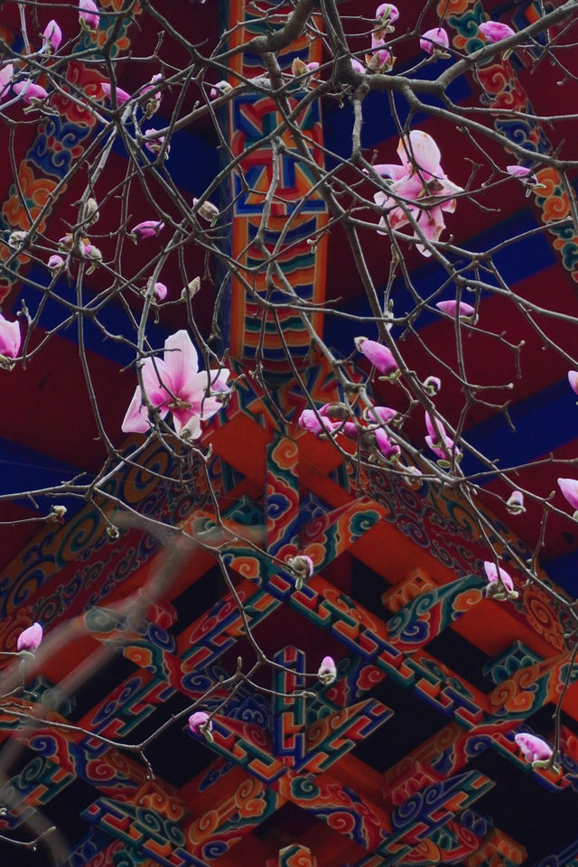 千年古寺裡玉蘭花開啦，還可以免費拍照遛娃看梅花鹿；