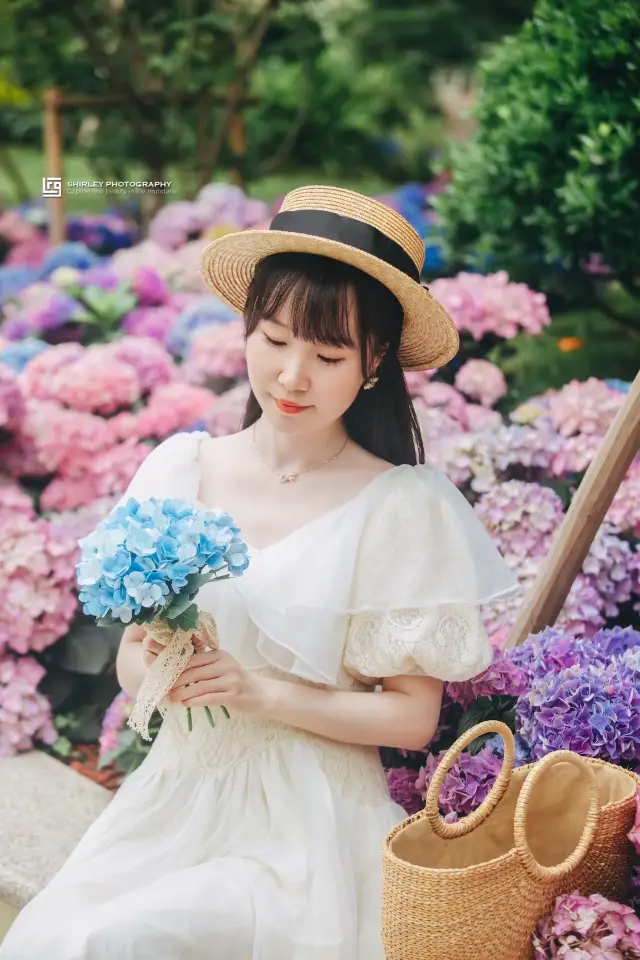 The French romantic garden in Shanghai is now open! The hydrangeas are blooming beautifully right now