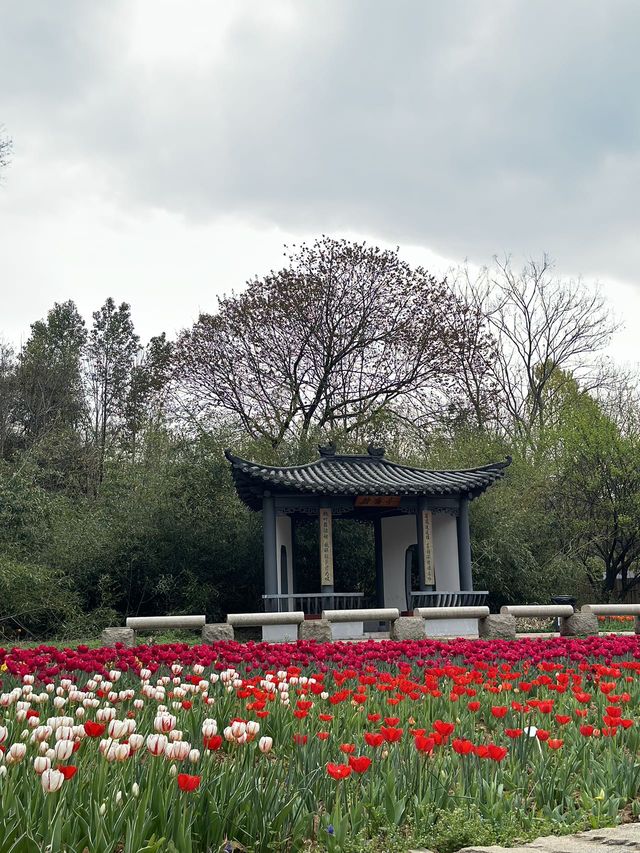 武漢櫻花舉世聞名，但武漢植物園鬱金香花海你體驗過嗎！