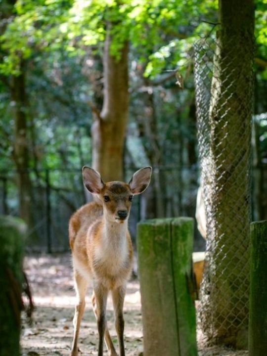 Nara Deer Park in Osaka🦌