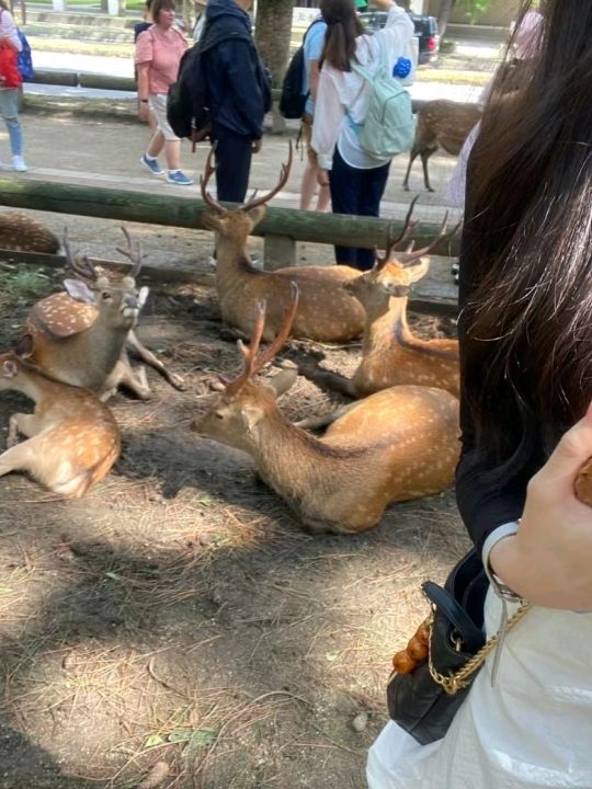 Nara Deer Park in Osaka🦌
