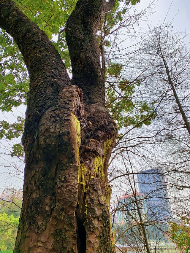 就在天河公園淺淺散個步吧