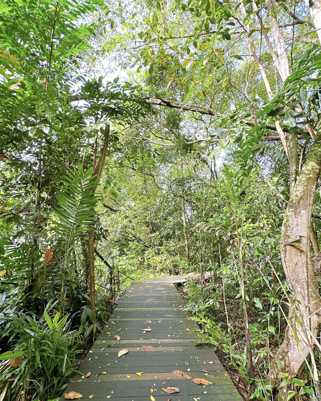 觀光新加坡的雙溪布洛濕地天然公園
