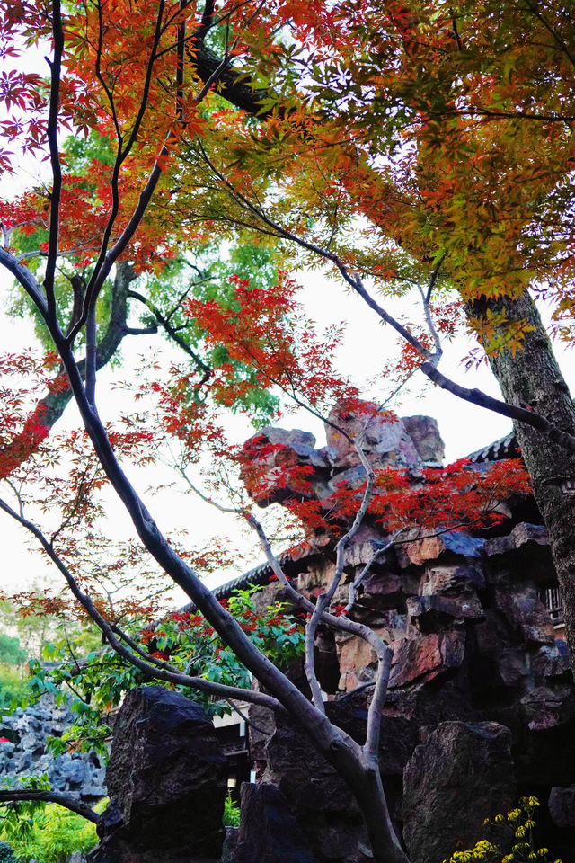 秋日遊個園，黃石疊嶂與紅楓輝映秋意濃