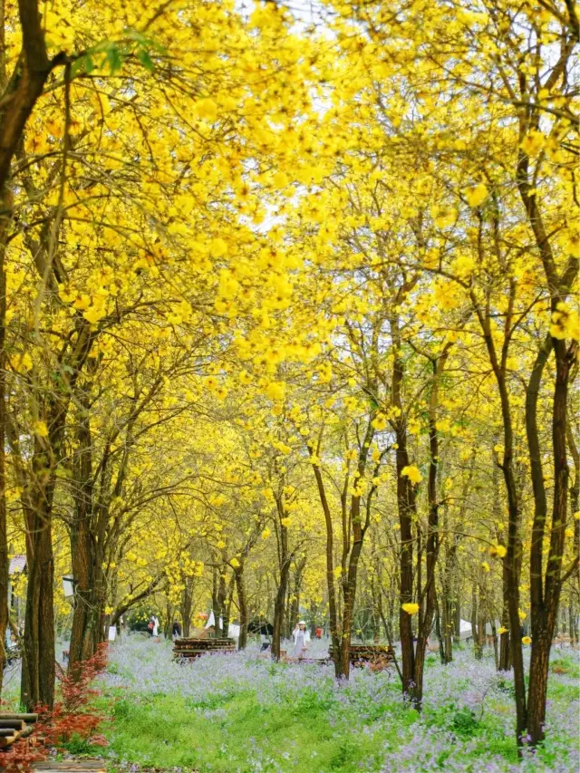 Direct access to Monet's flower sea in full bloom for camping via Chengdu Metro