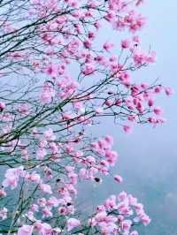 藥王谷的夢幻粉色花海為你而來