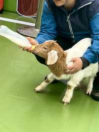 春日逛動物園真的太太太治癒啦！