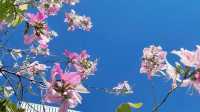 浪漫花海｜紫荆花開芳華濃 想和你一起邂逅浪漫三月