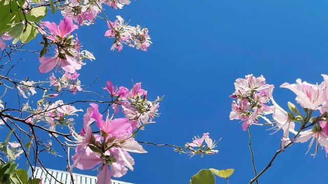 浪漫花海｜紫荆花開芳華濃 想和你一起邂逅浪漫三月