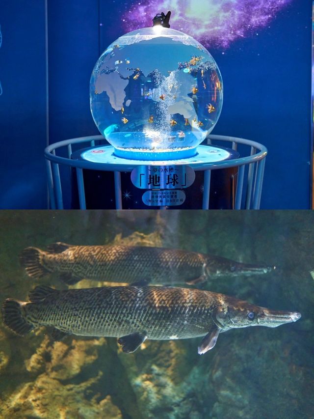 【東京品川水族館攻略】海底世界奇觀，千種海洋生物等你發現！