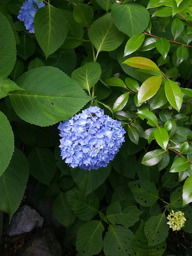 5月31日～7月4日｜椿山莊酒店紫陽花庭園