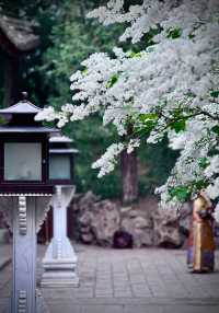 再訪北海畫舫齋丁香花開，古院春意關不|||