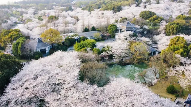 어안주