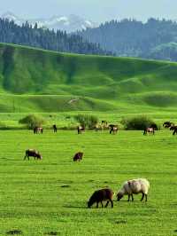 新疆那拉提景區，藍天白雲下的牛、羊、馬~真的太治癒了！