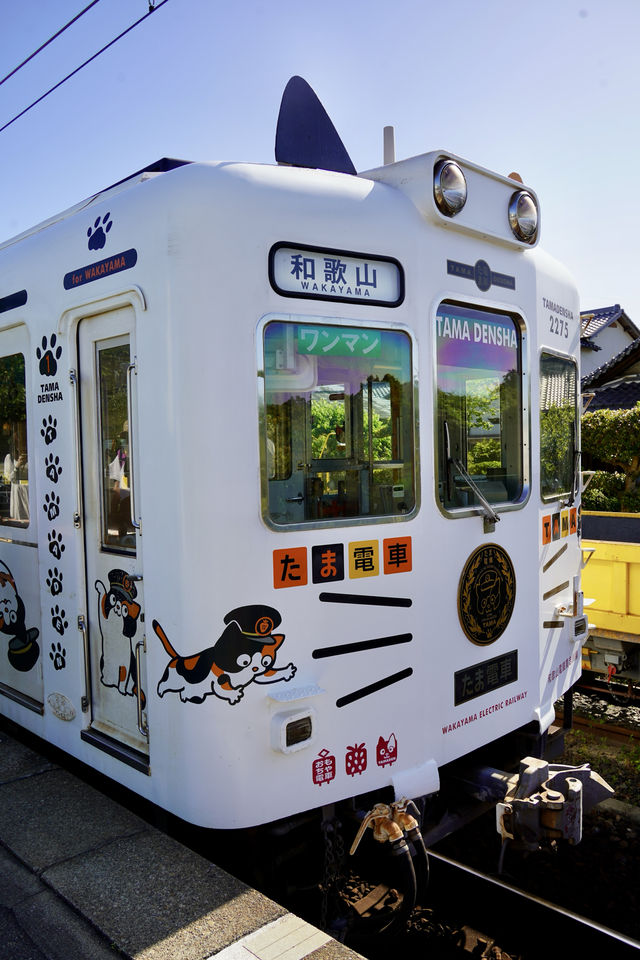 可愛的貓咪電車就在和歌山