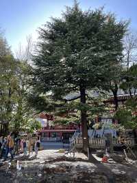 東京景點｜淺草神社