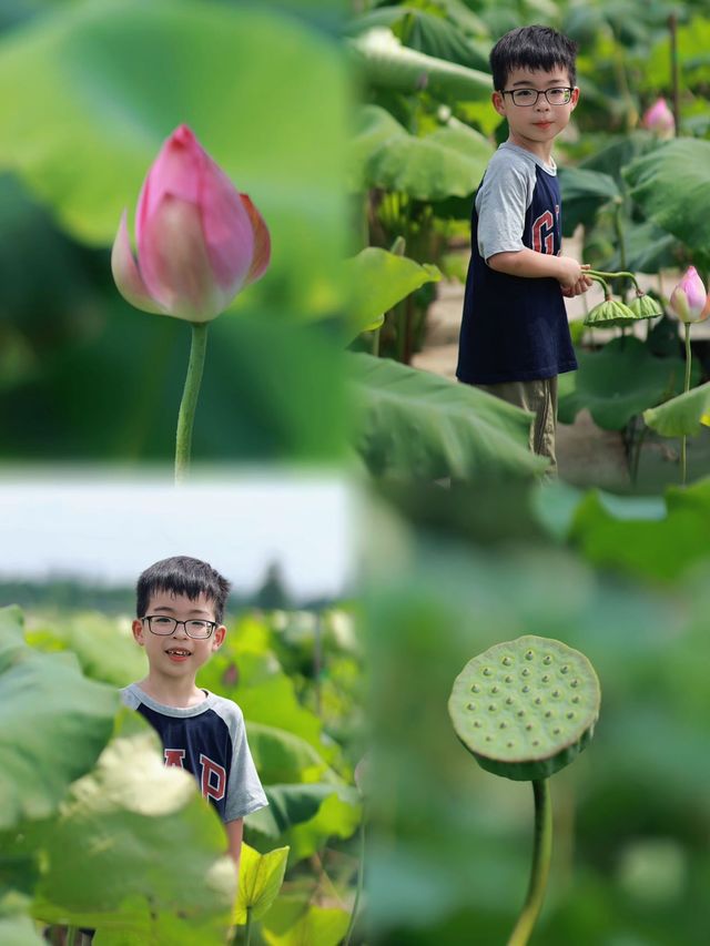 農大荷花園的水杉林太美了人少景美還出片