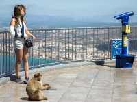 Come see the Apes of Gibraltar!